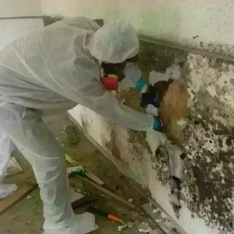 Mold Remediation and Removal in Freehold, NJ